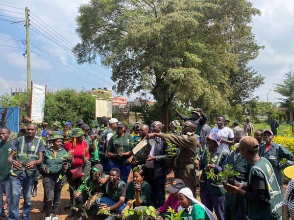 TREE PLANTING